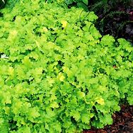 Image result for Heuchera Lime Rickey ®