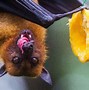 Image result for Fruit Bat Animal