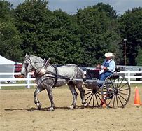 Image result for American Paint Horse Show