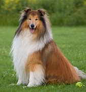 Image result for Beautiful Rough Collie