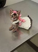 Image result for Kittens Wearing Clothes