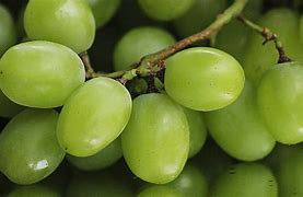 Image result for Thompson Seedless Green Grapes