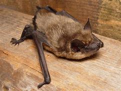 Image result for Serotine Bat