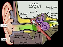 Image result for Ear Hearing Music