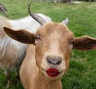 Image result for Goat with Lipstick