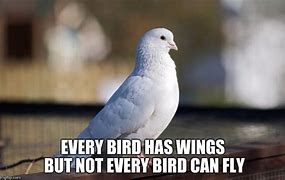 Image result for Bird Flying Meme