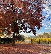 Image result for King River Estate Cabernet Sauvignon Reserve