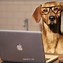 Image result for Dog Working Meme