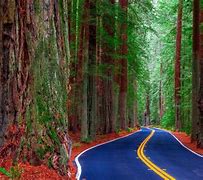 Image result for Redwood Forest Road
