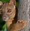 Image result for The Fighting Style Fossa