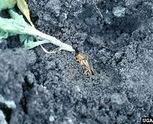 Image result for Mole Cricket Signs