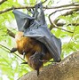Image result for Fruit Bat Coloring Page