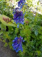 Image result for Corydalis calycosa