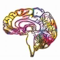 Image result for Brain Anatomy Art