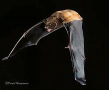Image result for Noctule Bat No Background