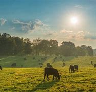 Image result for Cattle Grazing Clip Art