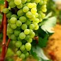 Image result for Grapes Background