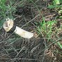 Image result for African Mushrooms