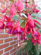 Image result for Fuchsia Charming