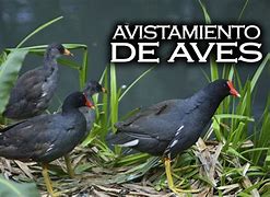 Image result for avastimiento