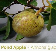 Image result for Pond Apple