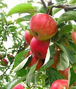 Image result for Treen Apple