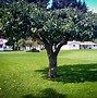 Image result for McIntosh Tree