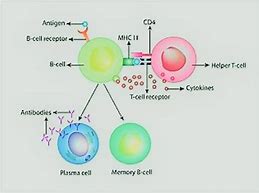 Image result for Apc Antigen-Presenting Cell