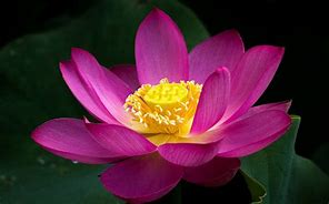 Image result for Flor Lotus Rosa