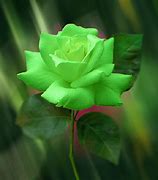 Image result for Teal Roses