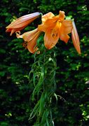 Image result for Lilium African Queen