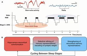 Image result for Consolidation of Memory in Sleep Process