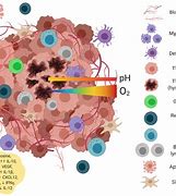 Image result for Tumor Cell