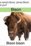 Image result for Bison Yes Meme