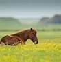 Image result for Horse in Forest Wallpaper