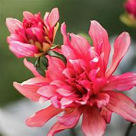 Image result for Coral Cactus Dahlia