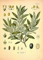 Image result for Olea Europaea Dwg Block