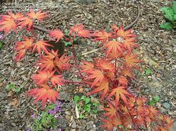 Image result for Acer Palmatum Coral Pink