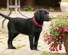 Image result for Cutest Puppies in the World Black Lab