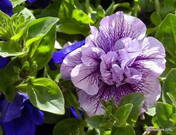 Image result for Petunia Sweetunia Purple Touch