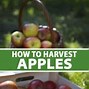 Image result for Apple Harvest Hex