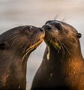 Image result for Giant Otter Habitat