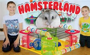 Image result for Attraction Hamster