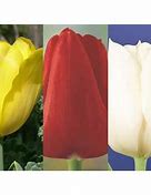 Image result for Spring Tulip Bulbs