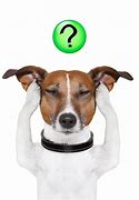 Image result for I Have a Question Animal Meme