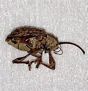 Image result for "pecan-weevil"