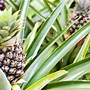 Image result for Ornamental Pineapple