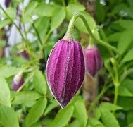 Image result for Clematis alpina