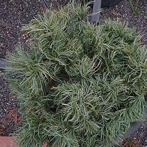 Pinus strobus Green Curls に対する画像結果