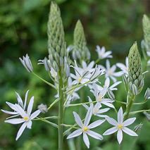 Image result for Ornithogalum ponticum Sochi